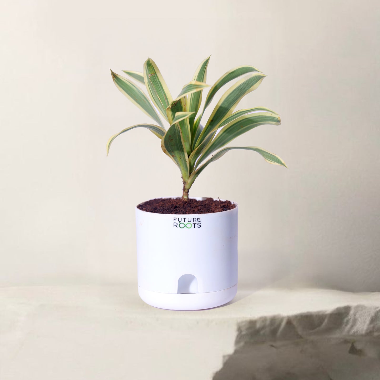 Song of India Plant – Variegated Green-Yellow Indoor Plant Online (4 Inch Pot)