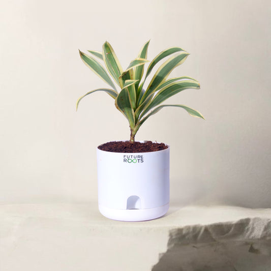 Song of India Plant – Variegated Green-Yellow Indoor Plant Online (4 Inch Pot)
