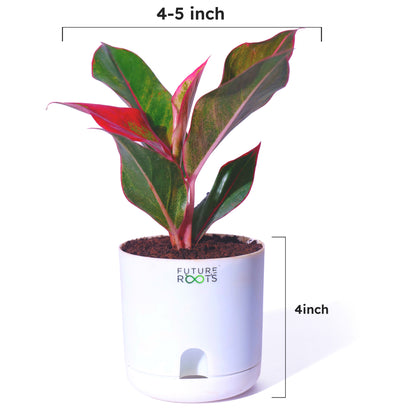 Good Luck Jade and Aglaonema Red Lipstick Plant Combo with Self Watering Pot - Air Purifying Indoor Plant for Home, Living Room, Kitchen, Office Desk, Outdoor, Bedroom Décor