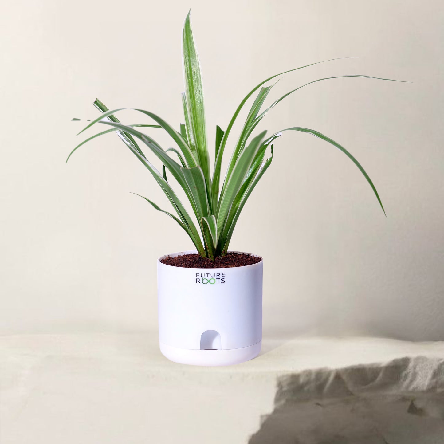 Spider Plant – Air Cleaning Indoor Plant for Home & Office Desk (4 Inch Pot in Cocopeat)