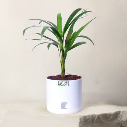 Areca Palm Plant – Best Air Purifying Indoor Plant for Home & Office with Self Watering Pot- 4”