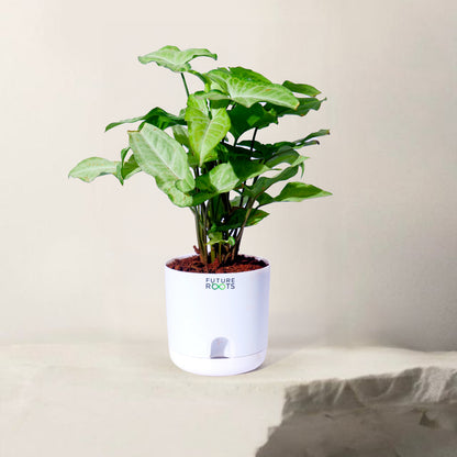 White Syngonium Plant – Easy Care Indoor Plant with Arrow Leaves
