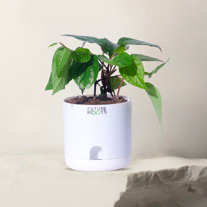 Maghai Paan Plant – Fresh Betel Leaf Plant Online | Sacred Vastu Plant for Home (4 Inch Pot)