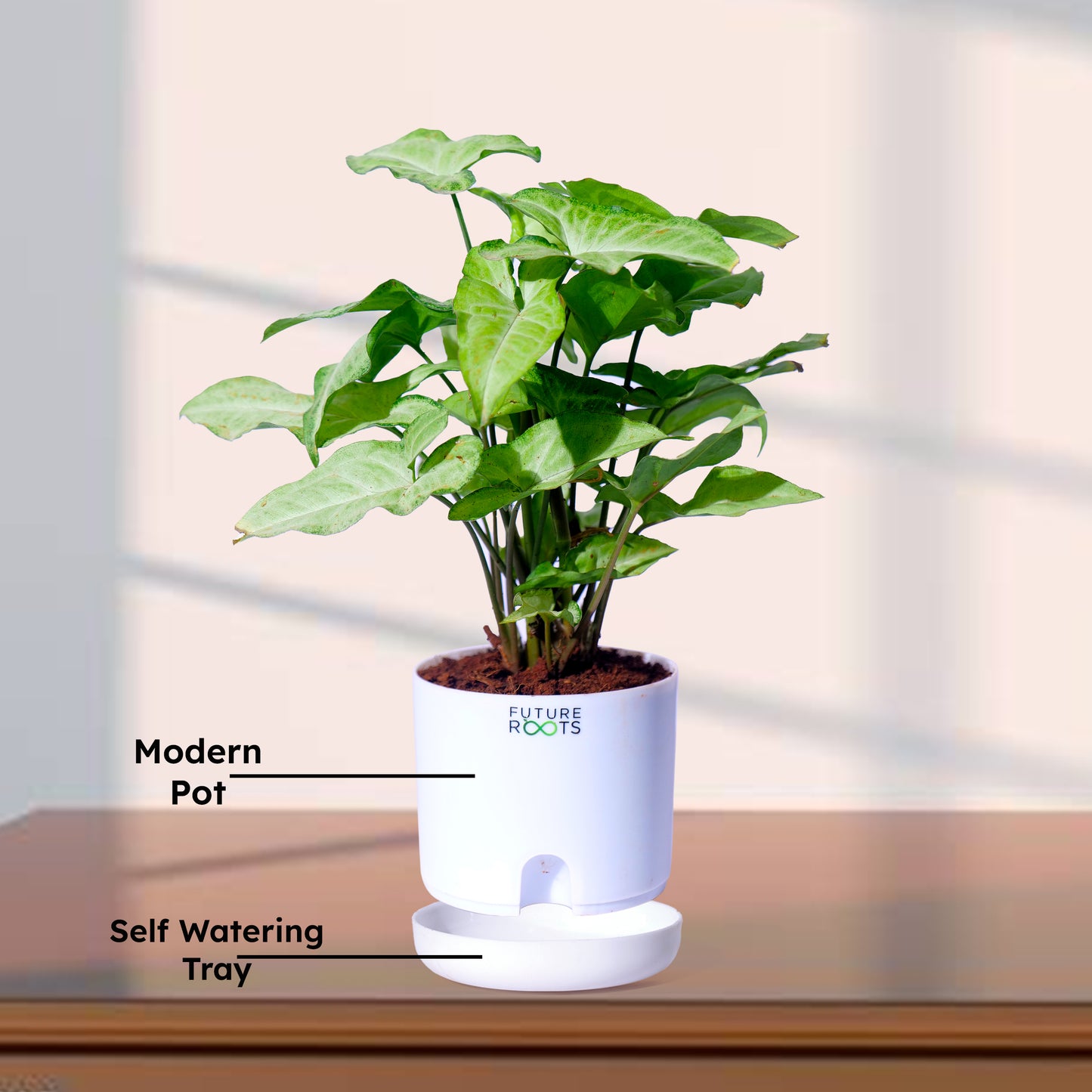 White Syngonium Plant – Easy Care Indoor Plant with Arrow Leaves