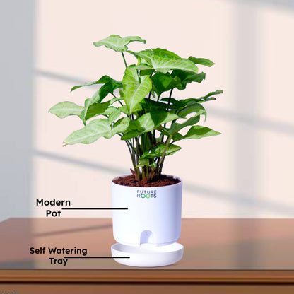 White Syngonium Plant – Easy Care Indoor Plant with Arrow Leaves