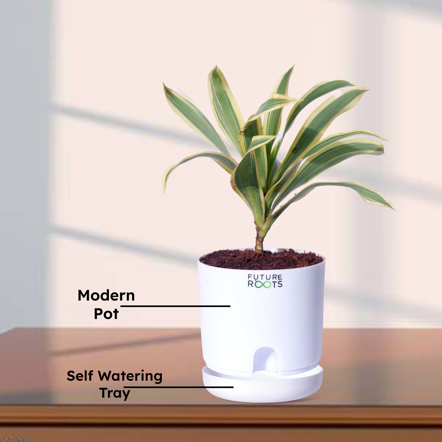 Good Luck Jade and Spider Plant Combo with Self Watering Pot - Air Purifying Indoor Plant for Home, Office Desk, Outdoor, Kitchen, Living Room, Bedroom Decor, Gifting Plant