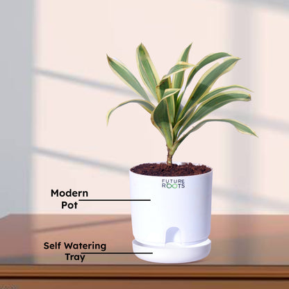 Good Luck Jade and Spider Plant Combo with Self Watering Pot - Air Purifying Indoor Plant for Home, Office Desk, Outdoor, Kitchen, Living Room, Bedroom Decor, Gifting Plant