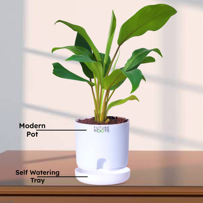 Philodendron Green Ceylon Air Purifying Indoor Plant (4”Self Watering Pot)