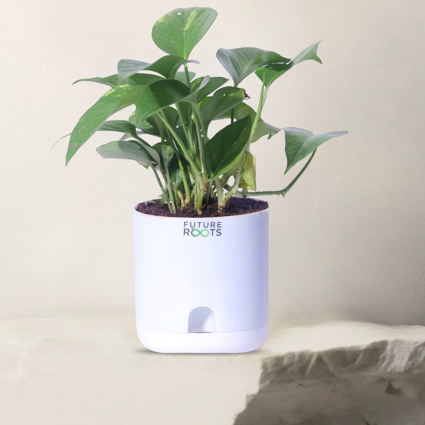 Low Maintenance Indoor Plant Combo – Set of 4