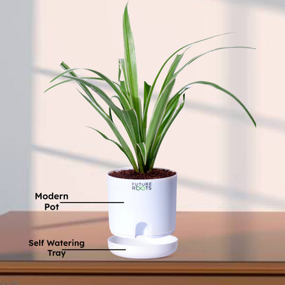 Spider Plant – Air Cleaning Indoor Plant for Home & Office Desk (4 Inch Pot in Cocopeat)