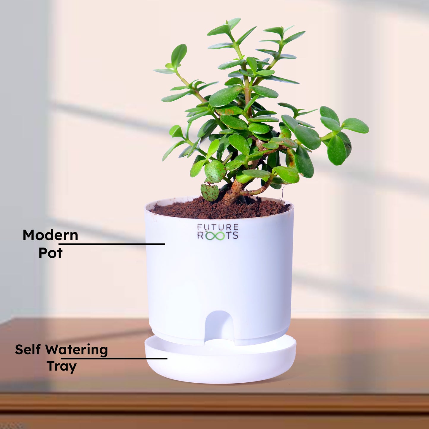 Jade Plant – Feng Shui Money Attracting Succulent Plant Online (4 Inch Pot in Cocopeat)