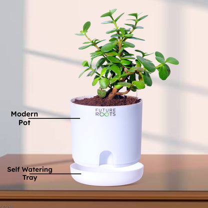 Jade Plant – Feng Shui Money Attracting Succulent Plant Online (4 Inch Pot in Cocopeat)