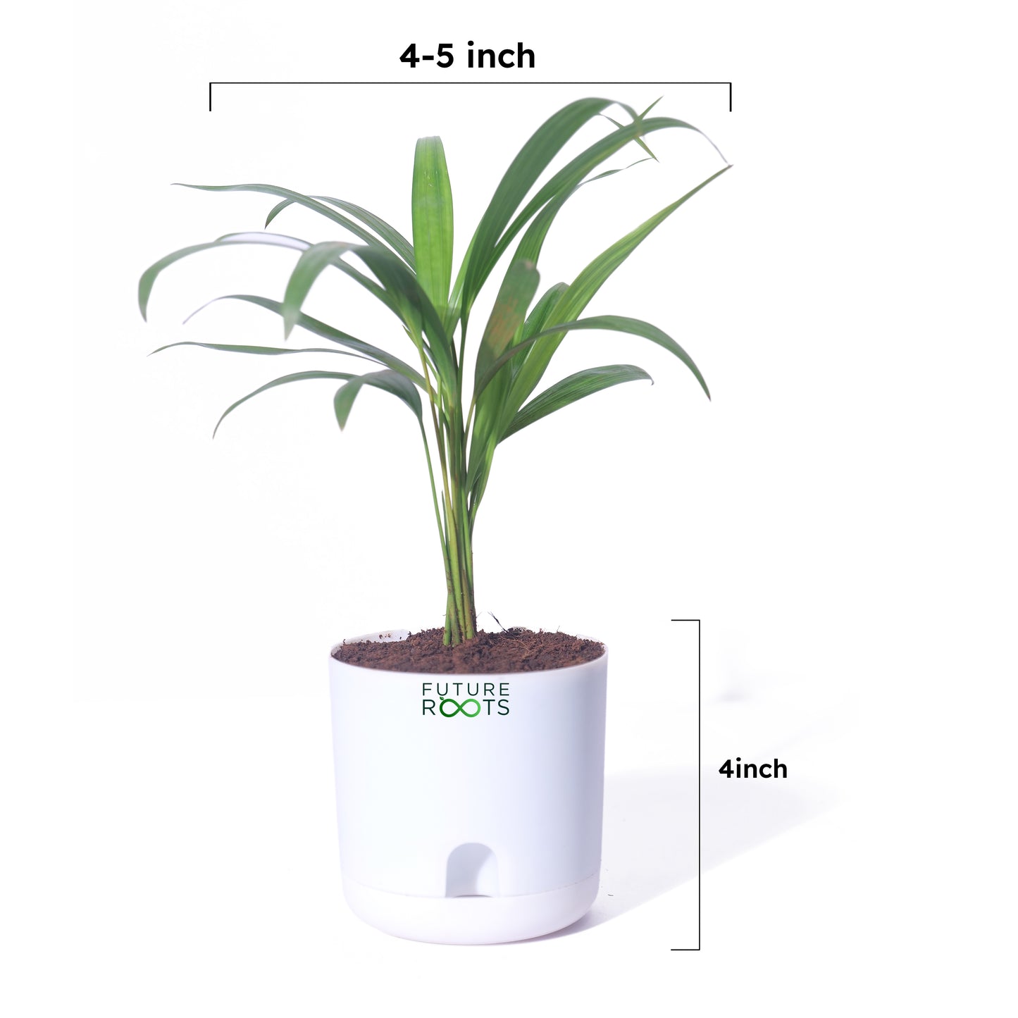 Areca Palm Plant – Best Air Purifying Indoor Plant for Home & Office with Self Watering Pot- 4”