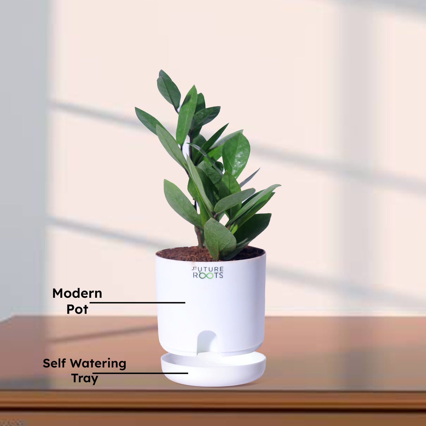 Zamioculcas Zamiifolia ZZ Plant – Lucky Indoor Succulent Plant Online (4 Inch Pot)