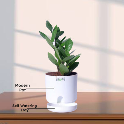 Zamioculcas Zamiifolia ZZ Plant – Lucky Indoor Succulent Plant Online (4 Inch Pot)