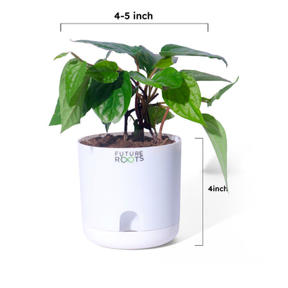 Maghai Paan Plant – Fresh Betel Leaf Plant Online | Sacred Vastu Plant for Home (4 Inch Pot)