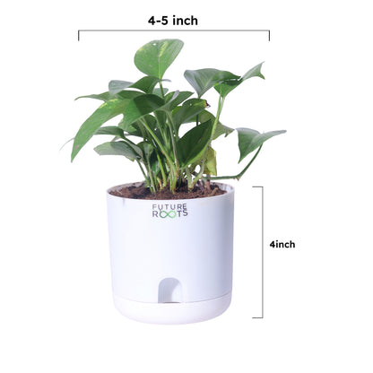 Money Plant – Good Luck Feng Shui Indoor Plant Online India (4 Inch Pot in Cocopeat)