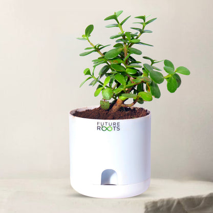 Jade Plant – Feng Shui Money Attracting Succulent Plant Online (4 Inch Pot in Cocopeat)