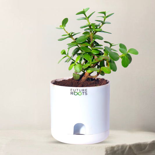 Jade Plant – Feng Shui Money Attracting Succulent Plant Online (4 Inch Pot in Cocopeat)