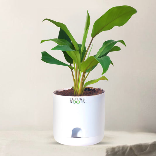 Philodendron Green Ceylon Air Purifying Indoor Plant (4”Self Watering Pot)