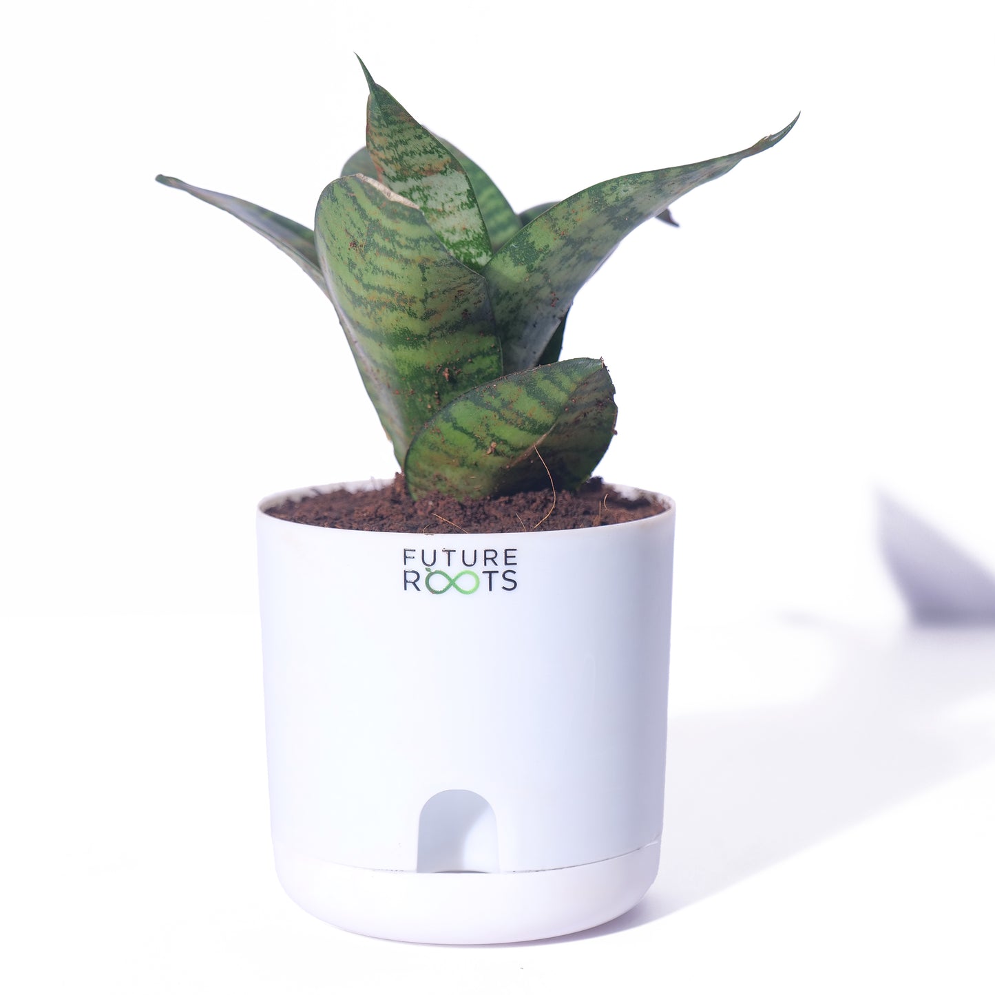 Snake Plant – Sansevieria | Best Indoor Air Purifying Plant Online with Self Watering Pot- 4”