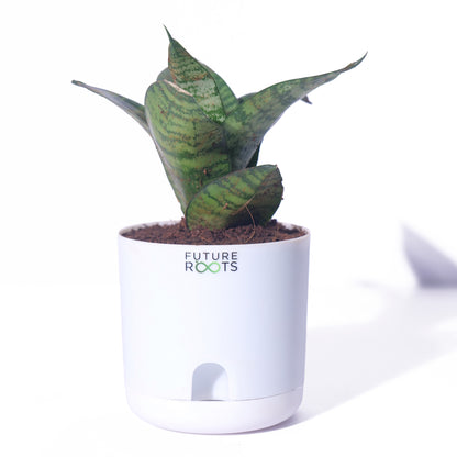 Snake Plant – Sansevieria | Best Indoor Air Purifying Plant Online with Self Watering Pot- 4”