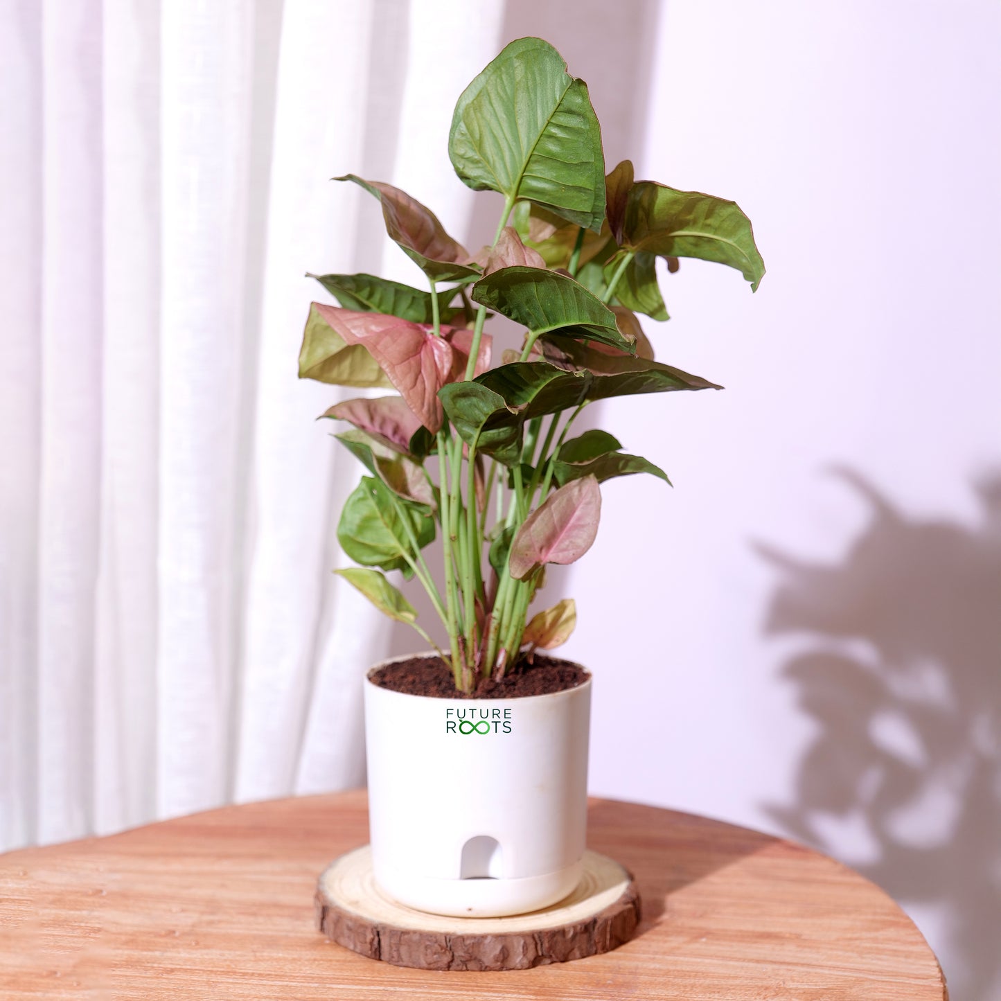 Low Maintenance Indoor Plant Combo – Set of 4