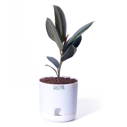 Rubber Plant – Low Maintenance Vastu Indoor Plant for Clean Air (Healthy 4 Inch Pot)