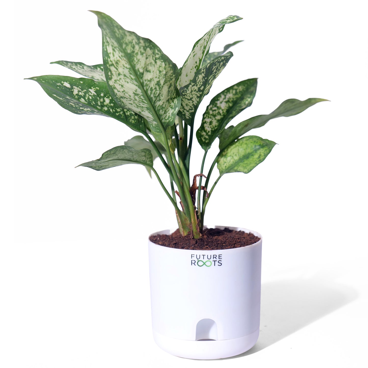 Snow White Aglaonema – Exotic Indoor Plant with White-Green Leaves (Low Maintenance, 4 Inch Pot)