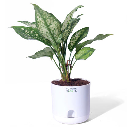Snow White Aglaonema – Exotic Indoor Plant with White-Green Leaves (Low Maintenance, 4 Inch Pot)