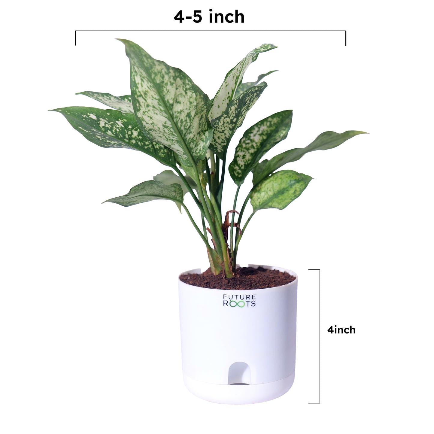 Snow White Aglaonema – Exotic Indoor Plant with White-Green Leaves (Low Maintenance, 4 Inch Pot)