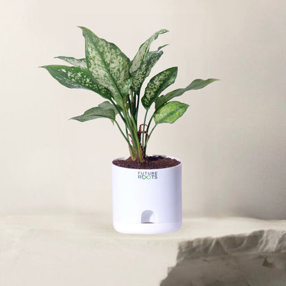 Snow White Aglaonema – Exotic Indoor Plant with White-Green Leaves (Low Maintenance, 4 Inch Pot)