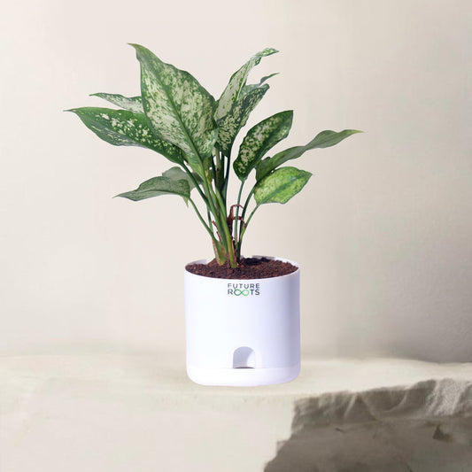 Snow White Aglaonema – Exotic Indoor Plant with White-Green Leaves (Low Maintenance, 4 Inch Pot)