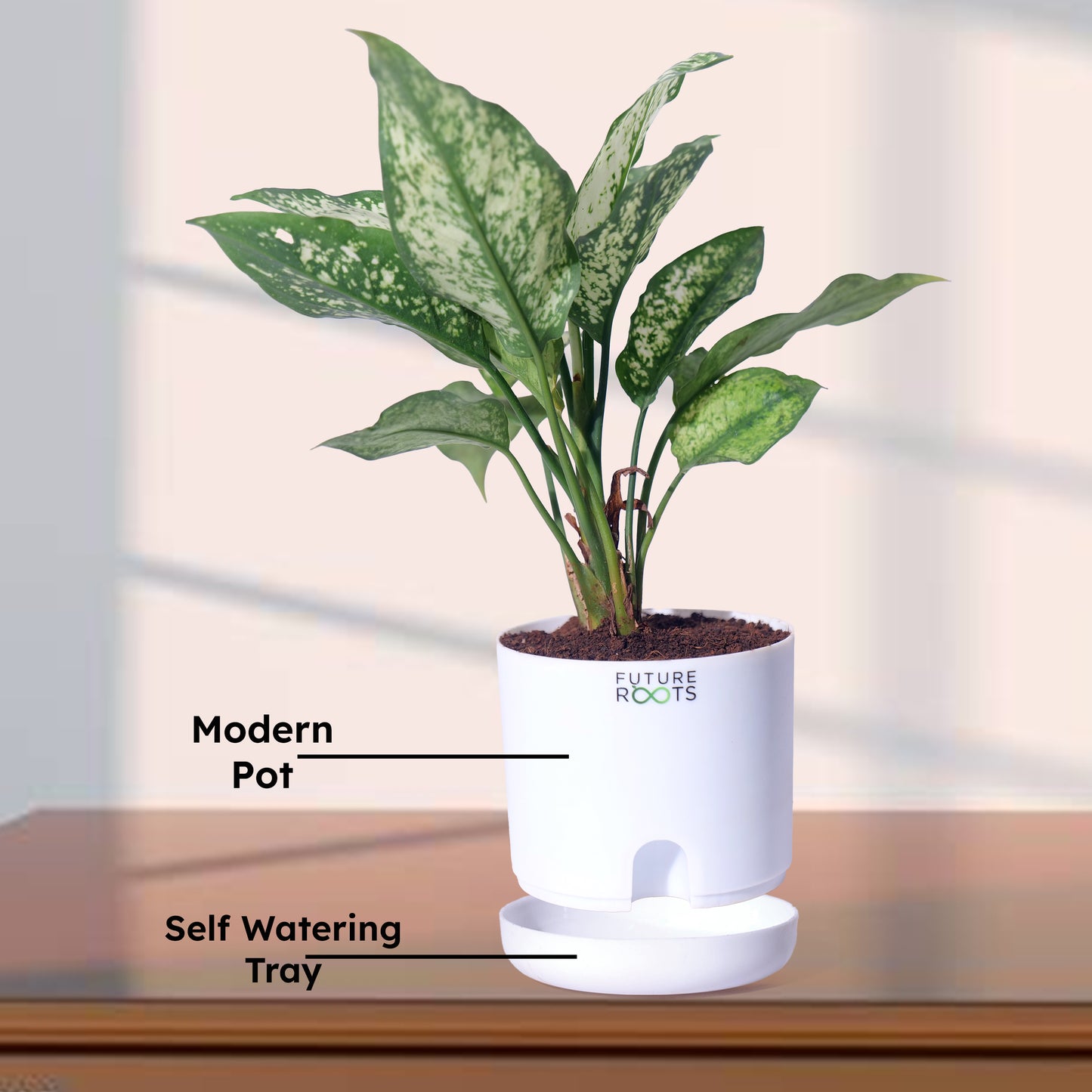 Snow White Aglaonema – Exotic Indoor Plant with White-Green Leaves (Low Maintenance, 4 Inch Pot)