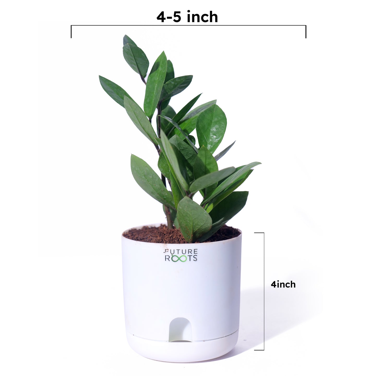 Zamioculcas Zamiifolia ZZ Plant – Lucky Indoor Succulent Plant Online (4 Inch Pot)