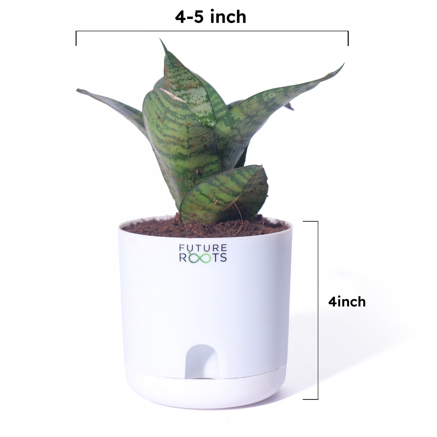 Snake Plant – Sansevieria | Best Indoor Air Purifying Plant Online with Self Watering Pot- 4”