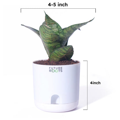 Snake Plant – Sansevieria | Best Indoor Air Purifying Plant Online with Self Watering Pot- 4”