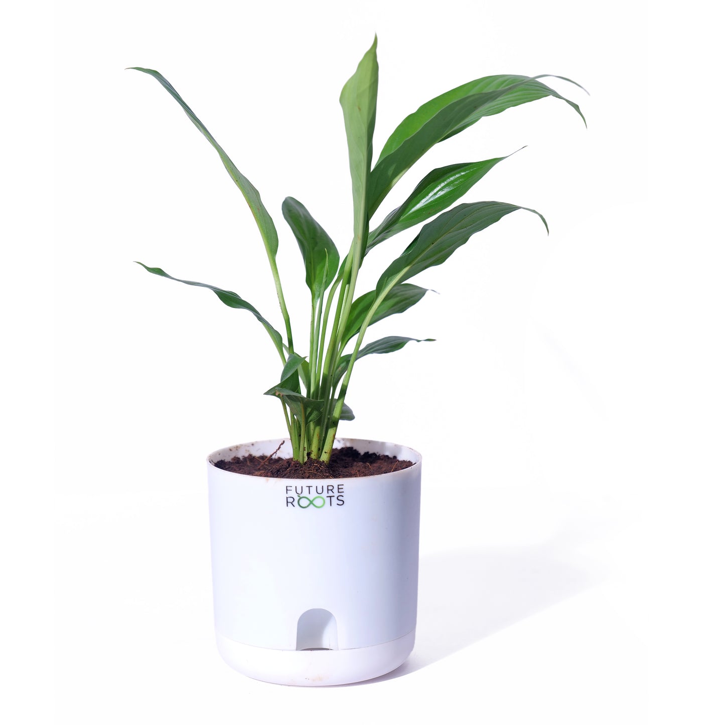 Peace Lily Plant – NASA Studied Air Purifying Plant Online India (Flowering, 4 Inch Pot)