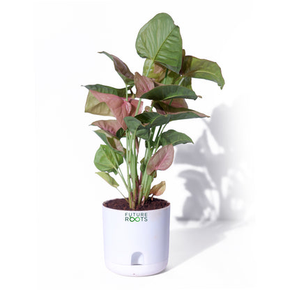 Pink Syngonium Plant – Stylish Indoor Desk Plant with Pink Leaves
