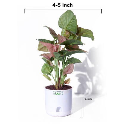 Pink Syngonium Plant – Stylish Indoor Desk Plant with Pink Leaves