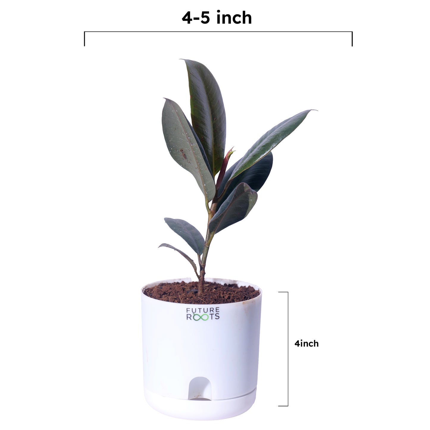 Rubber Plant – Low Maintenance Vastu Indoor Plant for Clean Air (Healthy 4 Inch Pot)