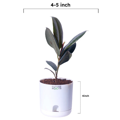 Rubber Plant – Low Maintenance Vastu Indoor Plant for Clean Air (Healthy 4 Inch Pot)