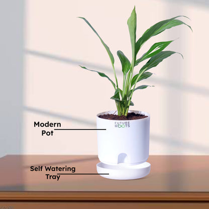 Peace Lily Plant – NASA Studied Air Purifying Plant Online India (Flowering, 4 Inch Pot)