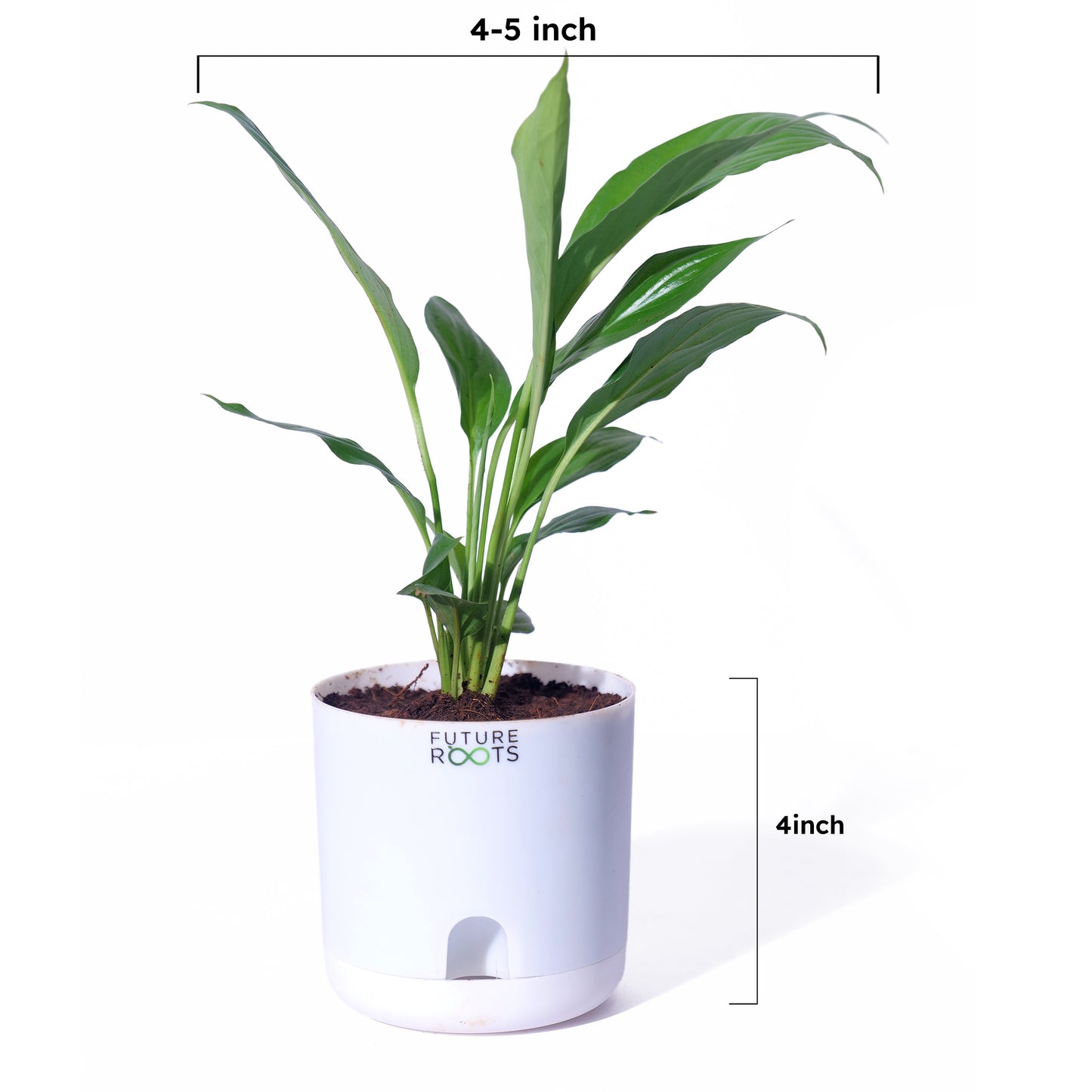 Peace Lily Plant – NASA Studied Air Purifying Plant Online India (Flowering, 4 Inch Pot)