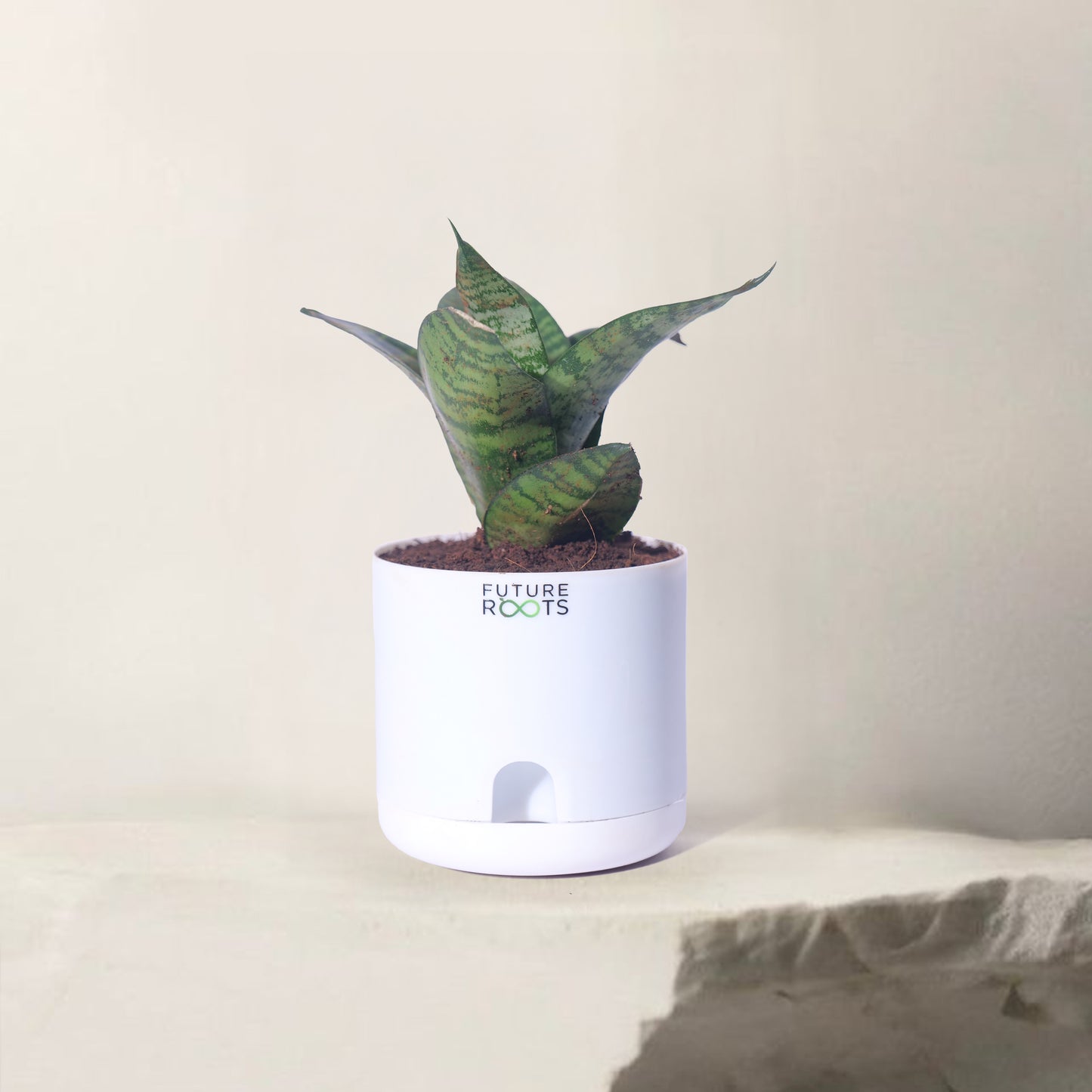 Snake Plant – Sansevieria | Best Indoor Air Purifying Plant Online with Self Watering Pot- 4”