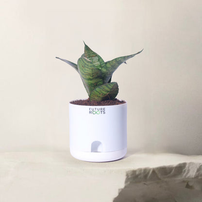 Snake Plant – Sansevieria | Best Indoor Air Purifying Plant Online with Self Watering Pot- 4”