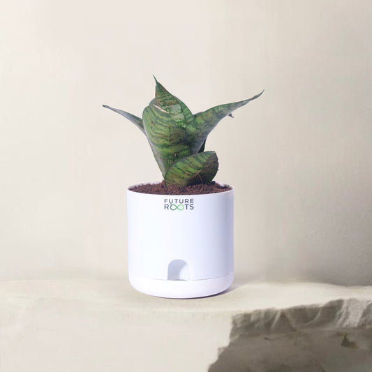 Snake Plant – Sansevieria | Best Indoor Air Purifying Plant Online with Self Watering Pot- 4”