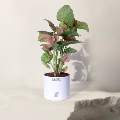 Low Maintenance Indoor Plant Combo – Set of 4