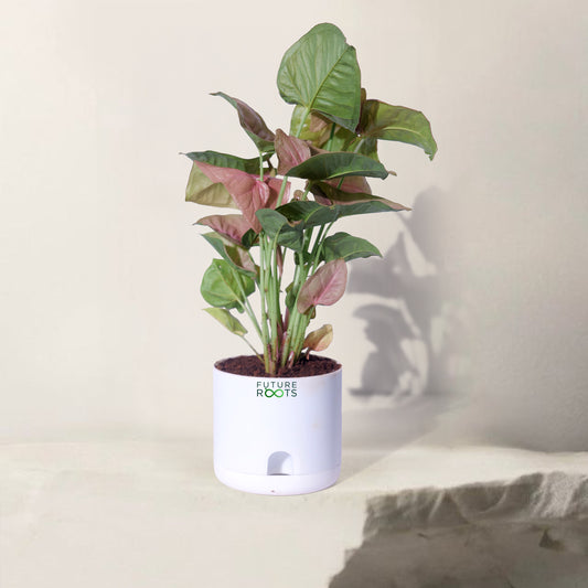 Pink Syngonium Plant – Stylish Indoor Desk Plant with Pink Leaves