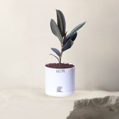 Rubber Plant – Low Maintenance Vastu Indoor Plant for Clean Air (Healthy 4 Inch Pot)